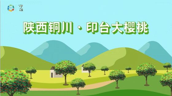 陕西铜川·印台大樱桃